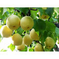 2021 New Harvest Low Price Fresh Sweet Yellow Crown Pear